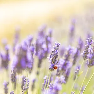 Bauernhof La Valle Della Lavanda - Podere Mezzastrada, Fauglia